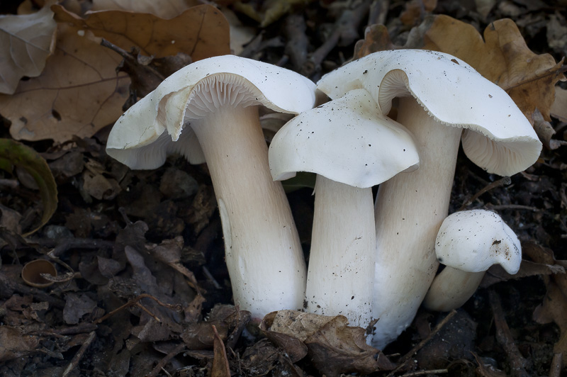 Tricholoma album